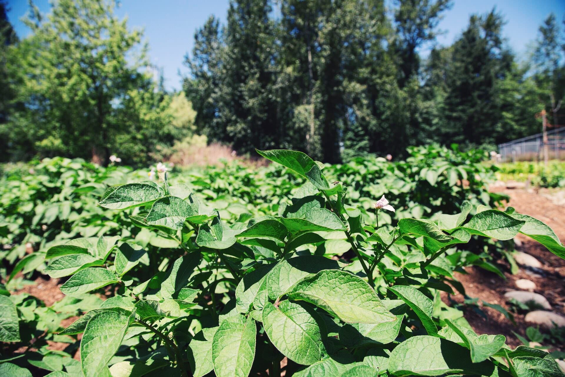 Green plants in garden