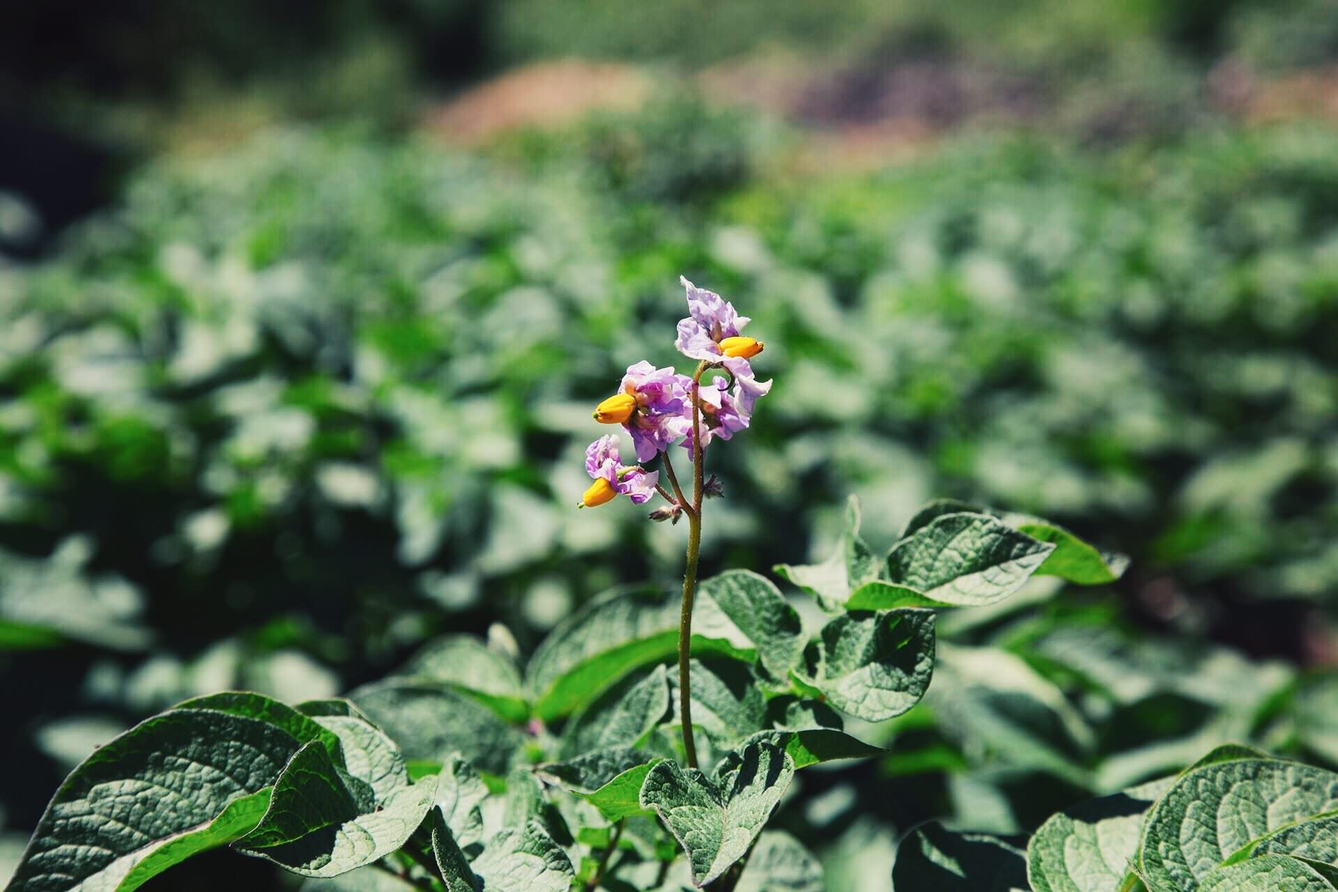 Flowering plant