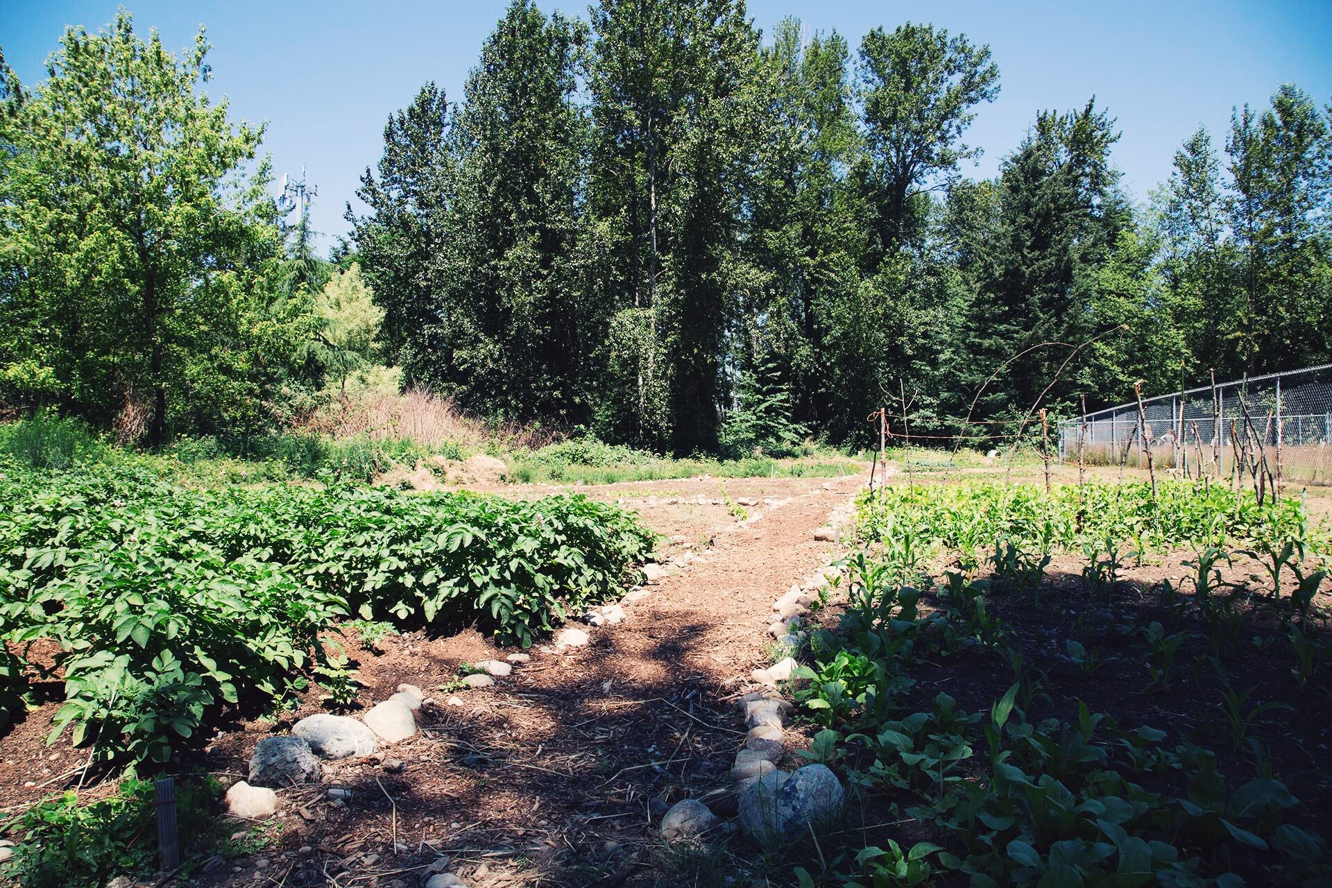 Green plants growing in garden