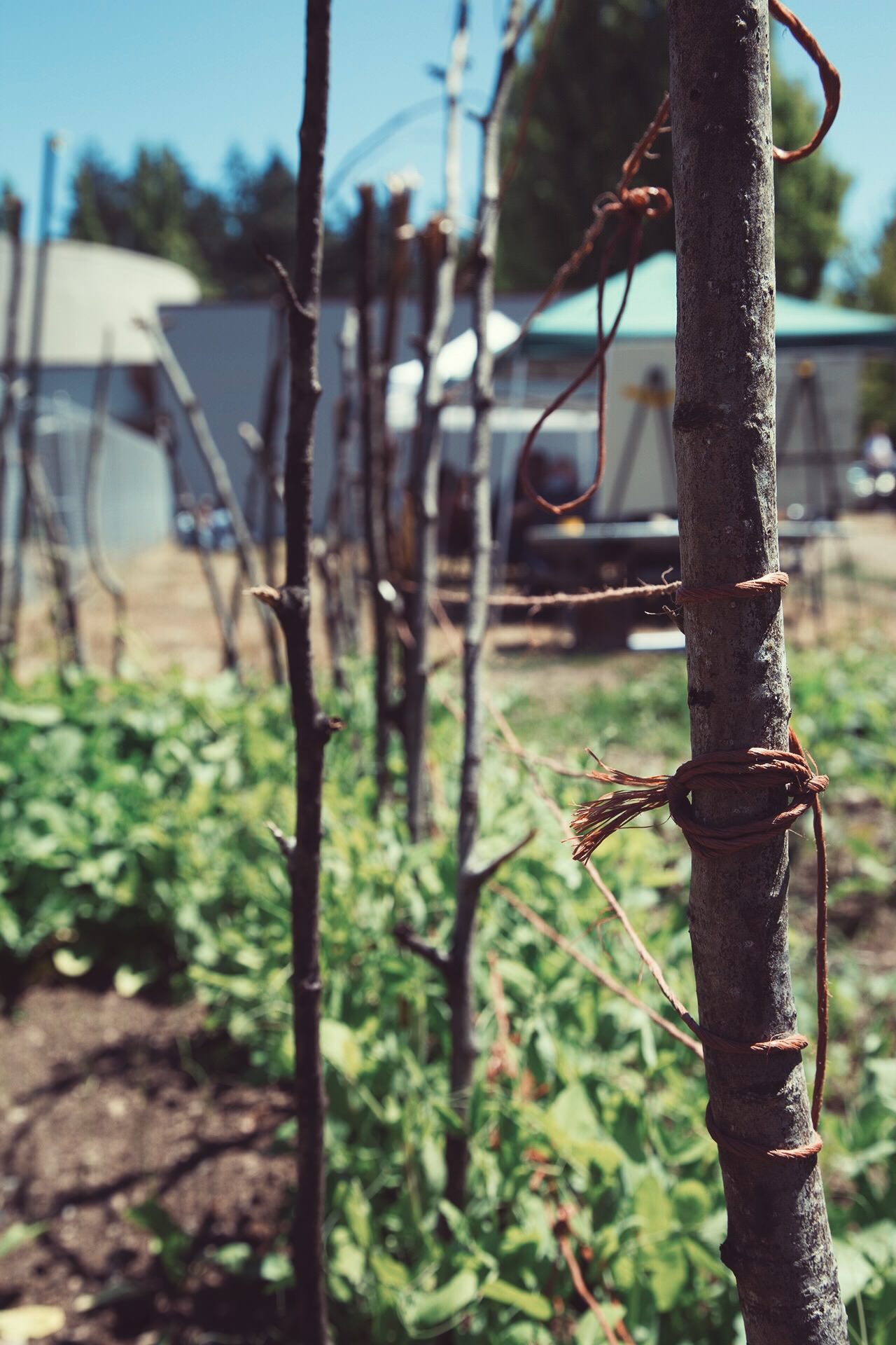 Rustic posts in garden