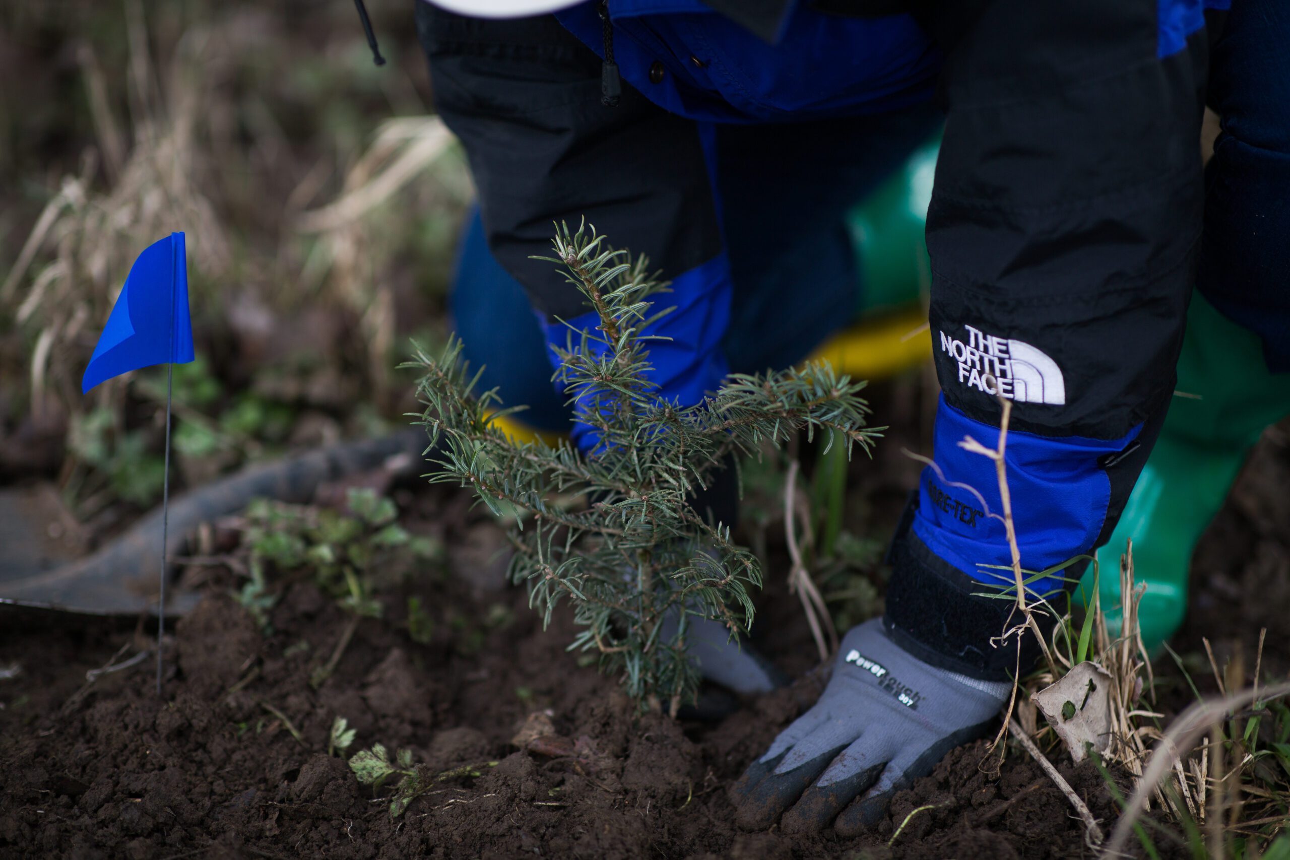 Tree Planting Volunteer Foterra