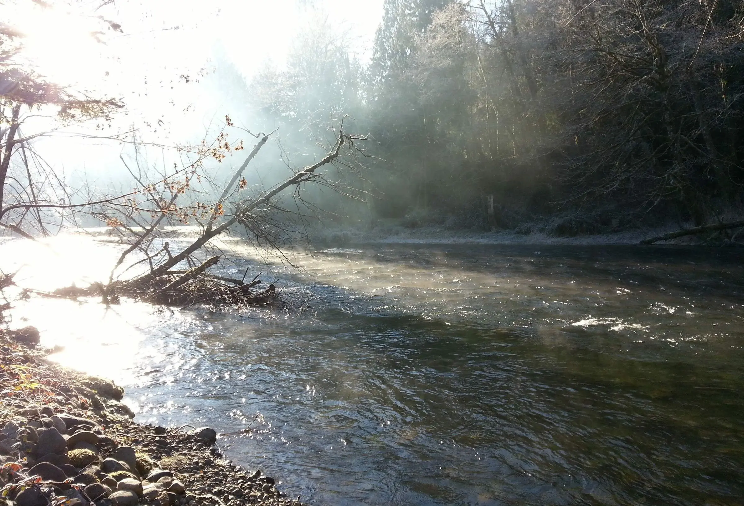 CEdar River Morning Fog Forterra