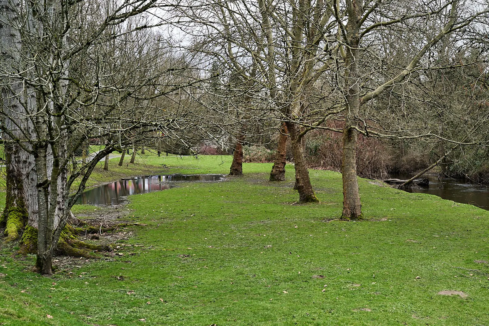 Bear Creek, Redmond, Forterra