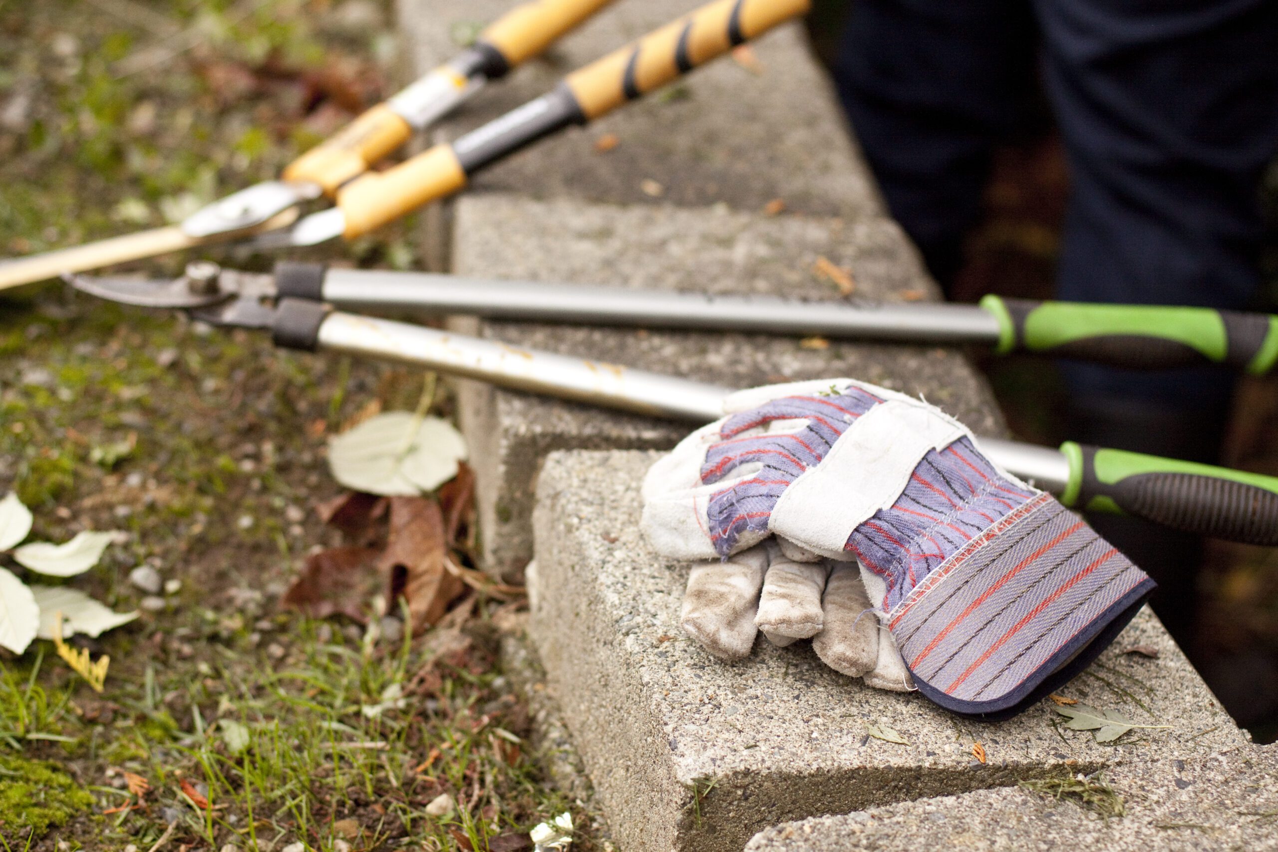 Green City Restoration Volunteer