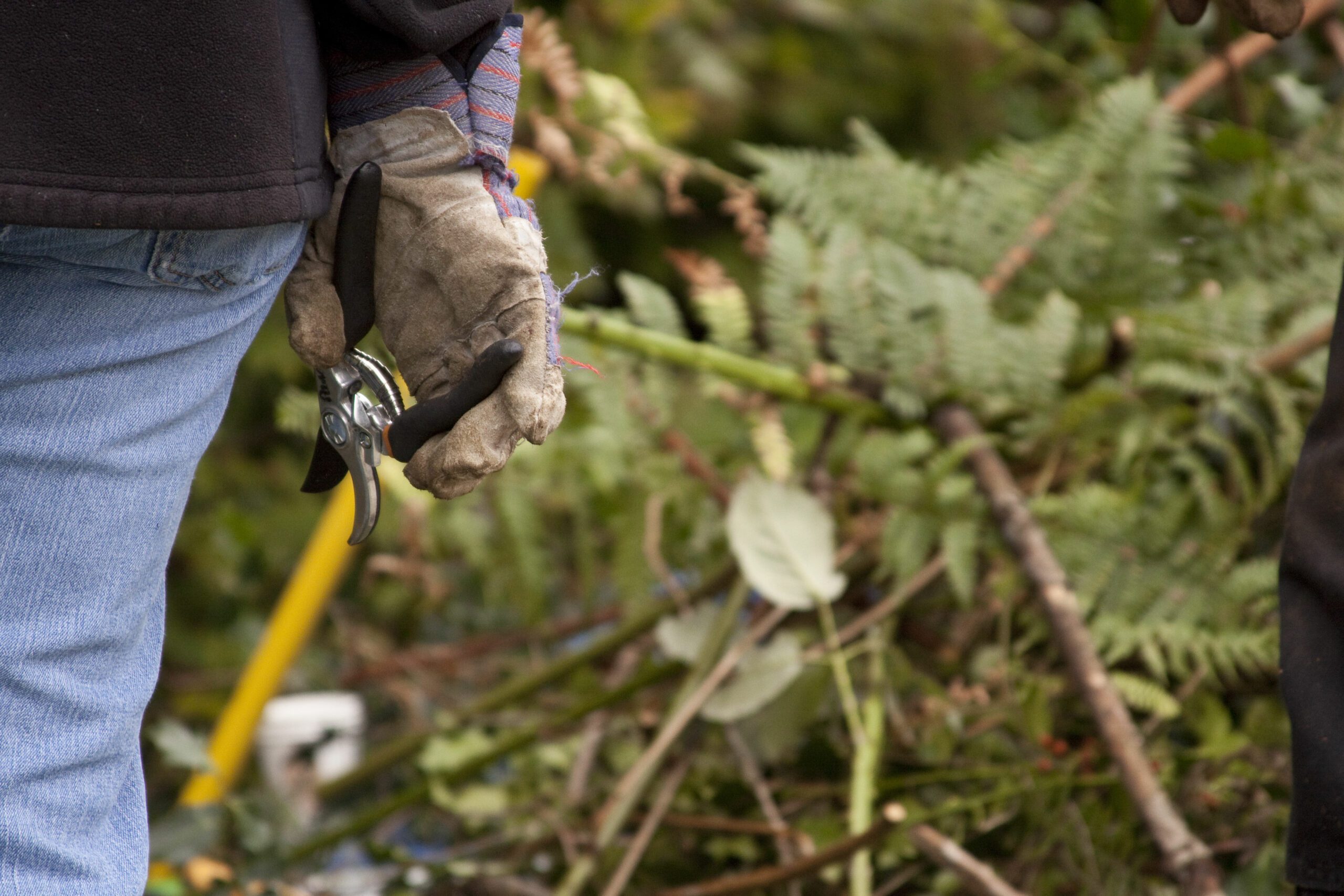 Restoration Green City Planting