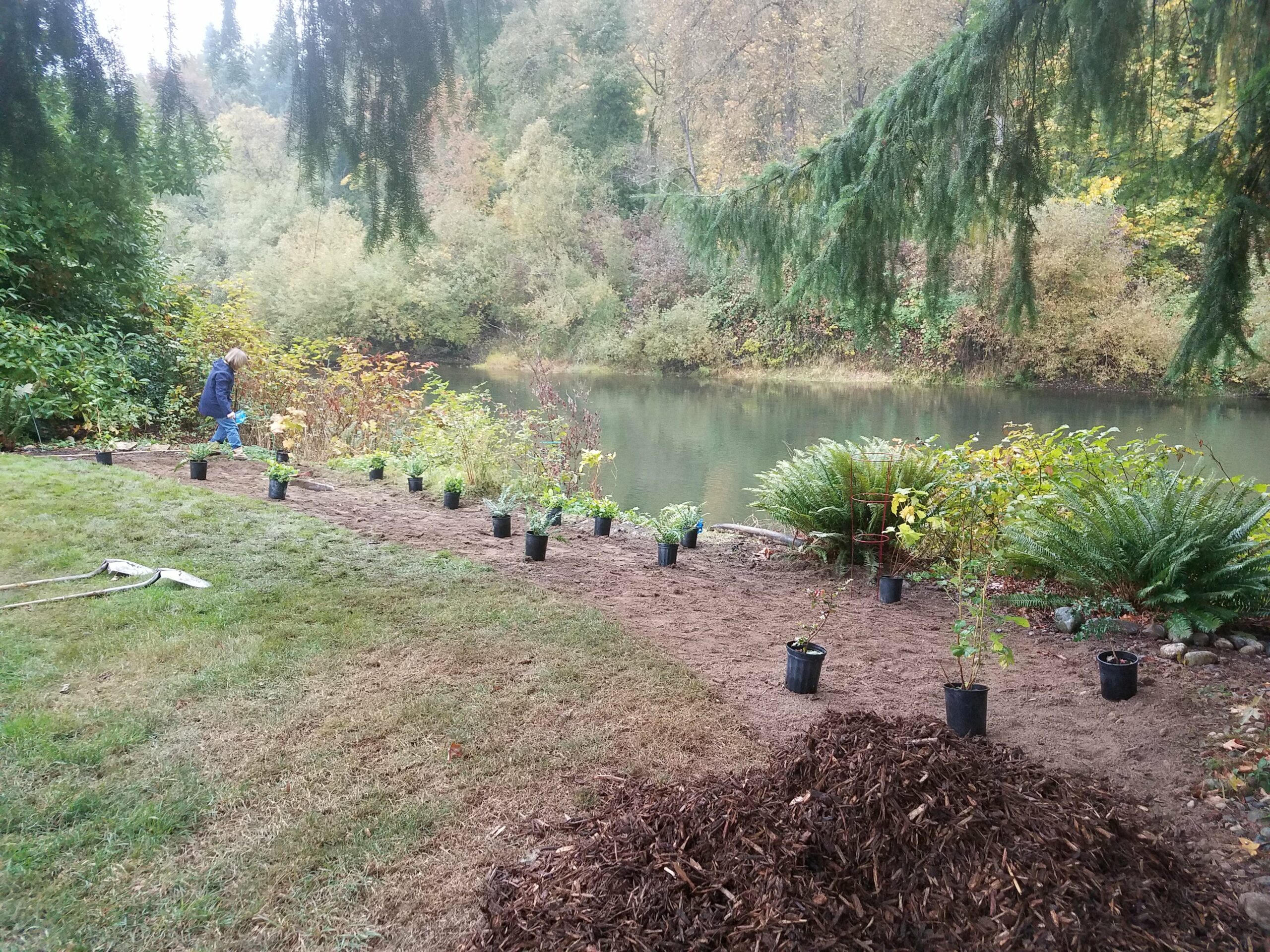 Green Duwamish Restoration Forterra