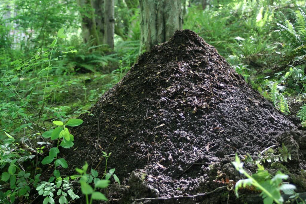 Make a soil volcano