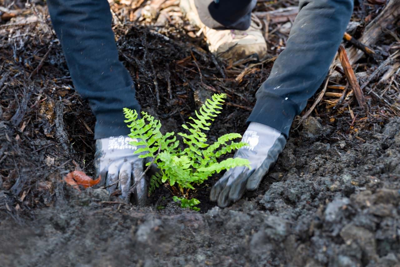 Volunteer planting