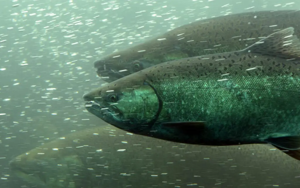 Chinook Salmon Chehalis Basin Forterra