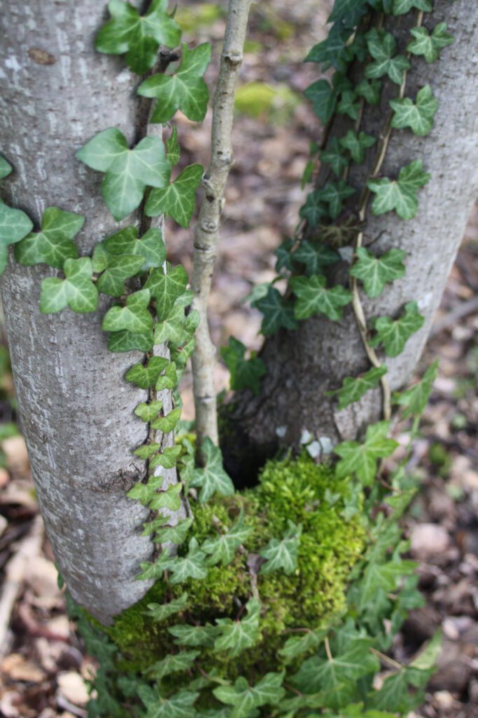 English Ivy Invasive Foreterra Restoration