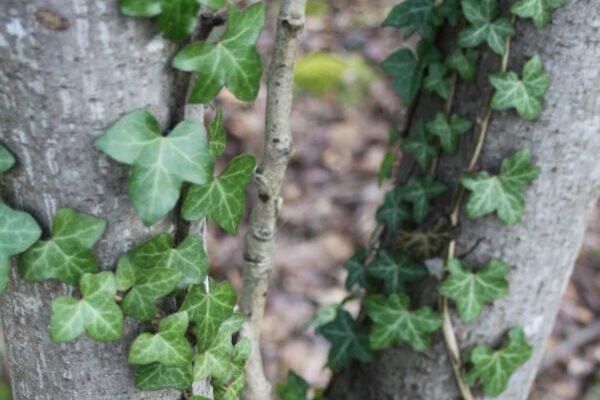 English Ivy Invasive Foreterra Restoration