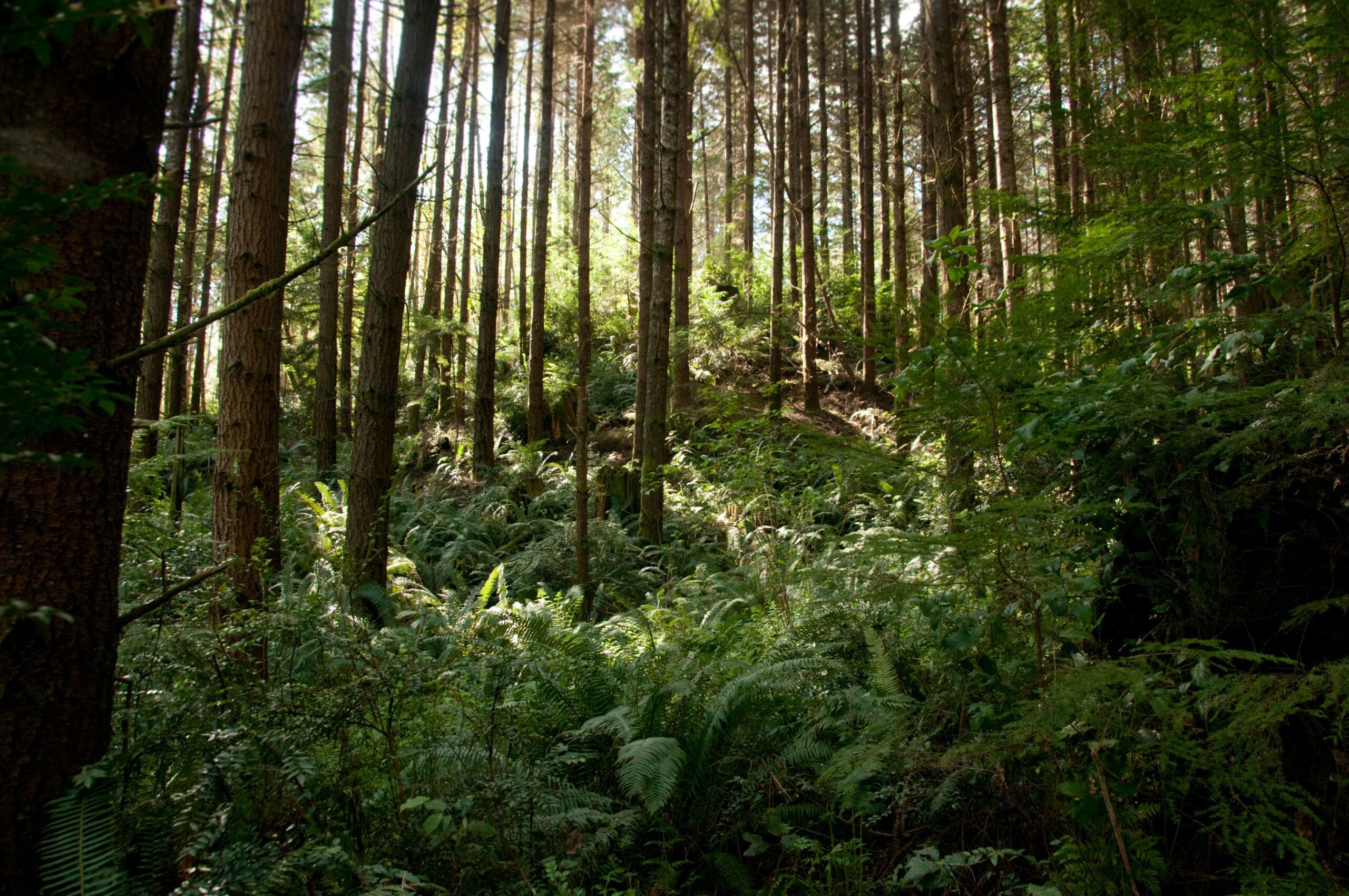 Trees in Port Gamble Forest. Photo credit Hannah Letinich