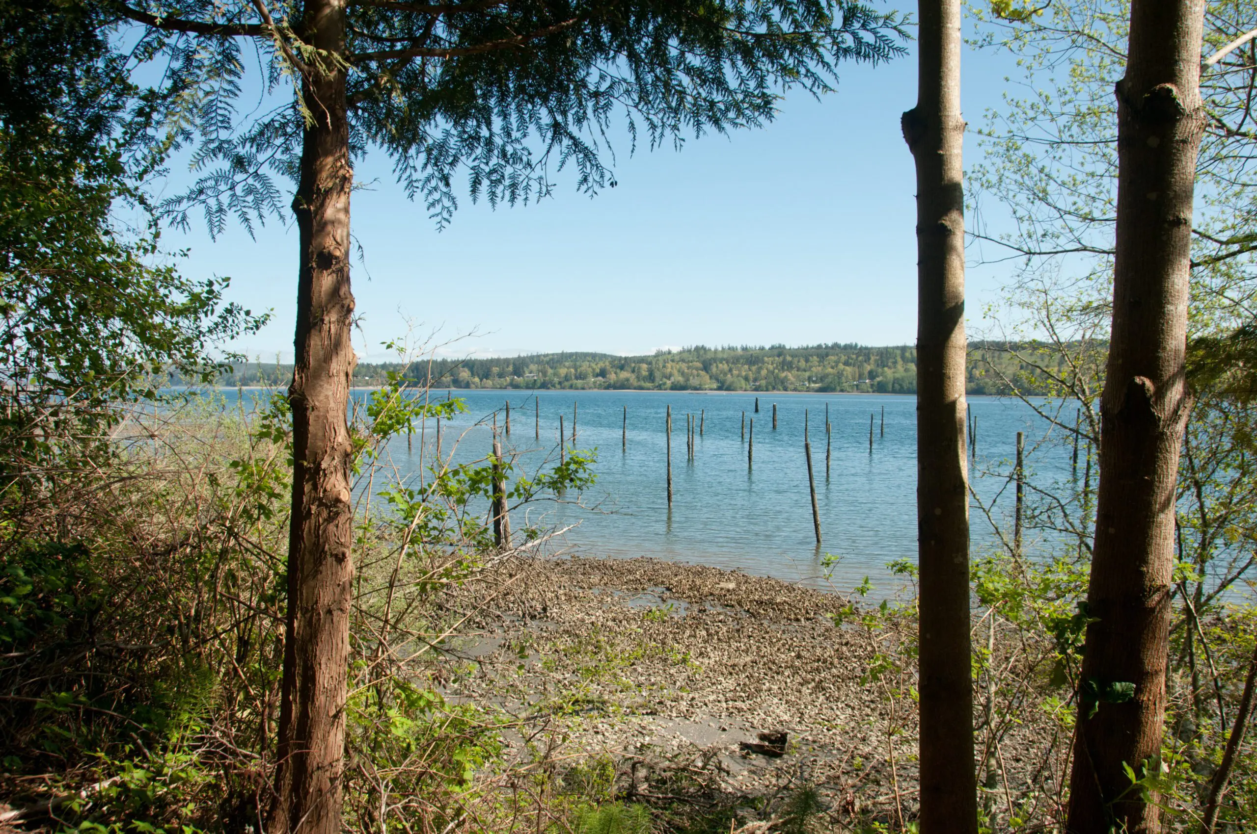 Water through trees at Port Gamble