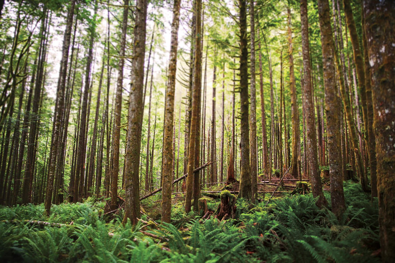 Lake Serene Trail