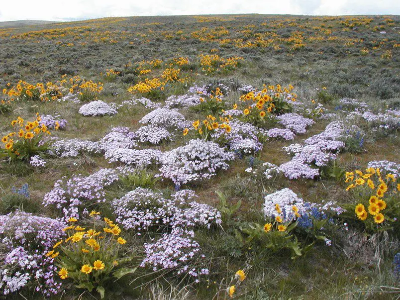 Cowiche Creek Conservation Forterra