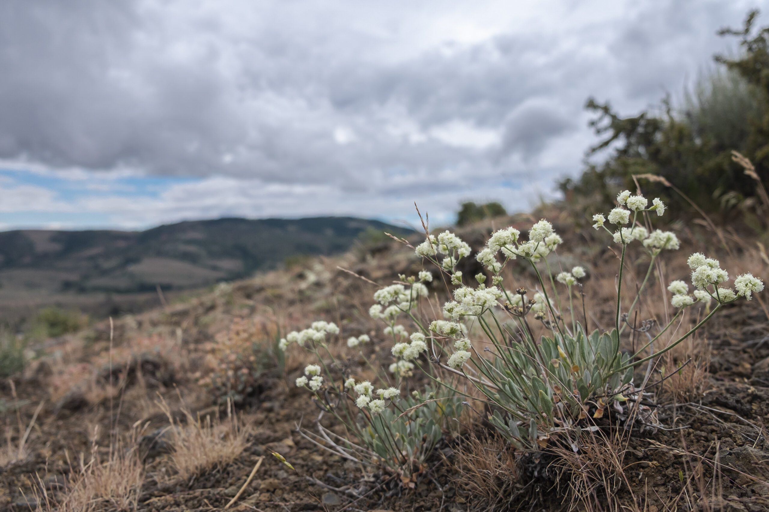 Cowiche Creek Conservation Forterra