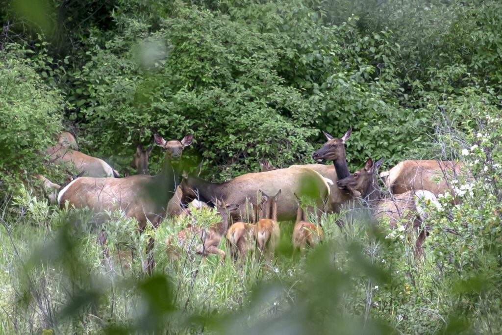 Cowiche Creek, Elk, Forterra