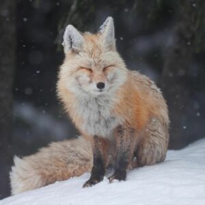 Forterra, Cascade Fox, Windy Ridge, Jess Findlay, snow