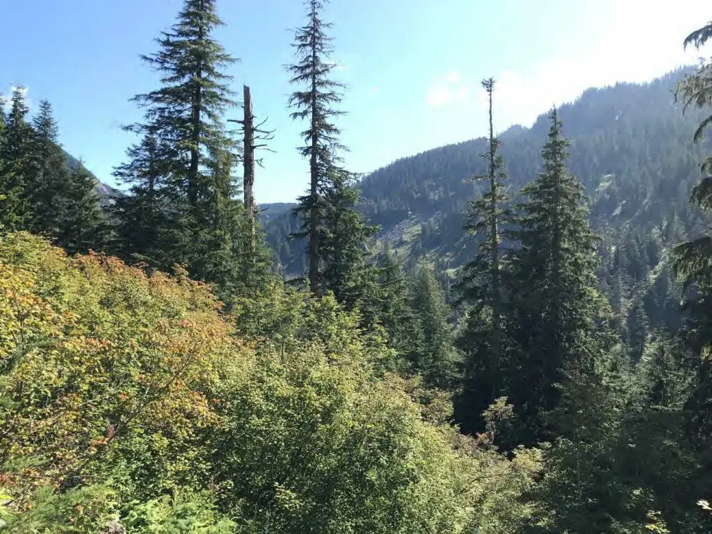 Hancock Creek View Old Growth