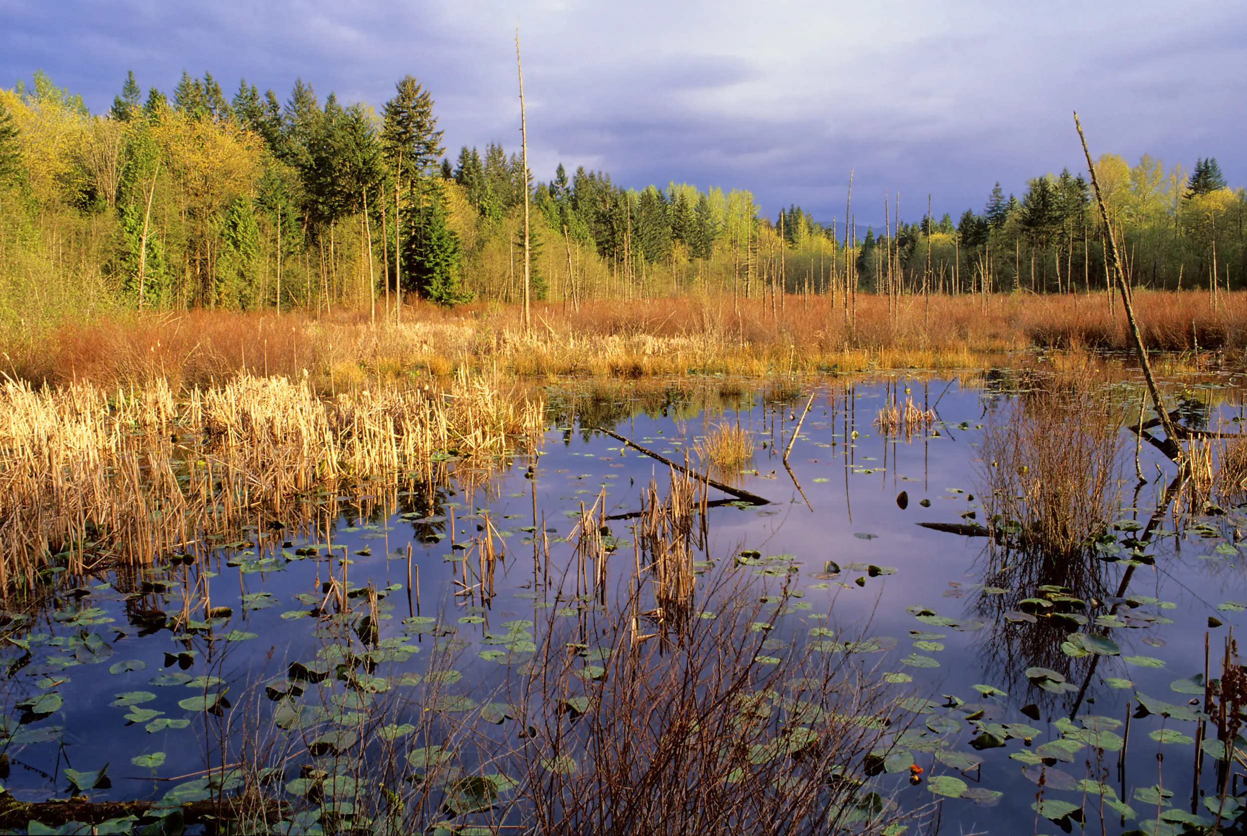 Hazel Wolf Wetland Sammamish Forterra