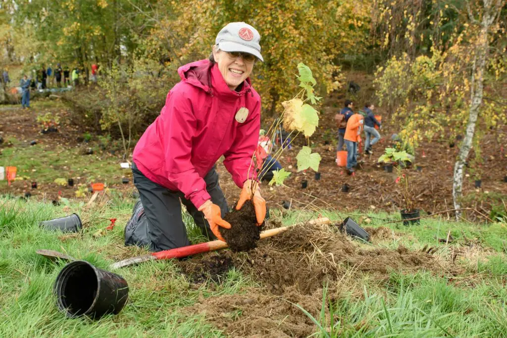 Volunteer planting a tree