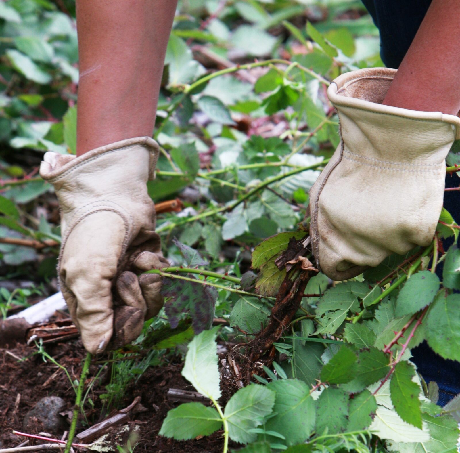 Hands pulling weeds