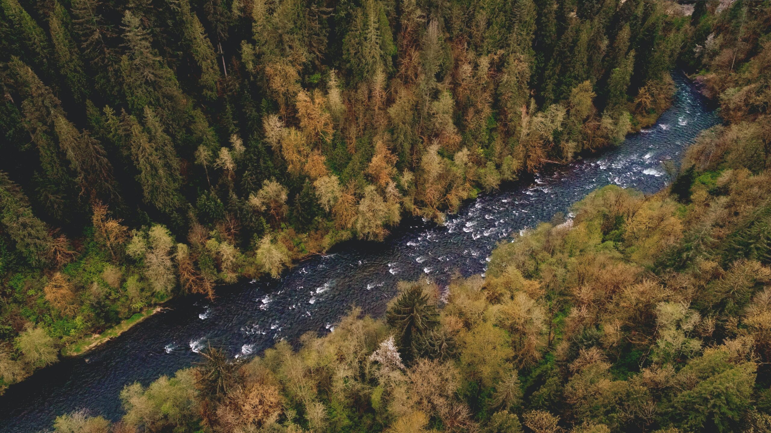 Aerial view of a river through a forest.