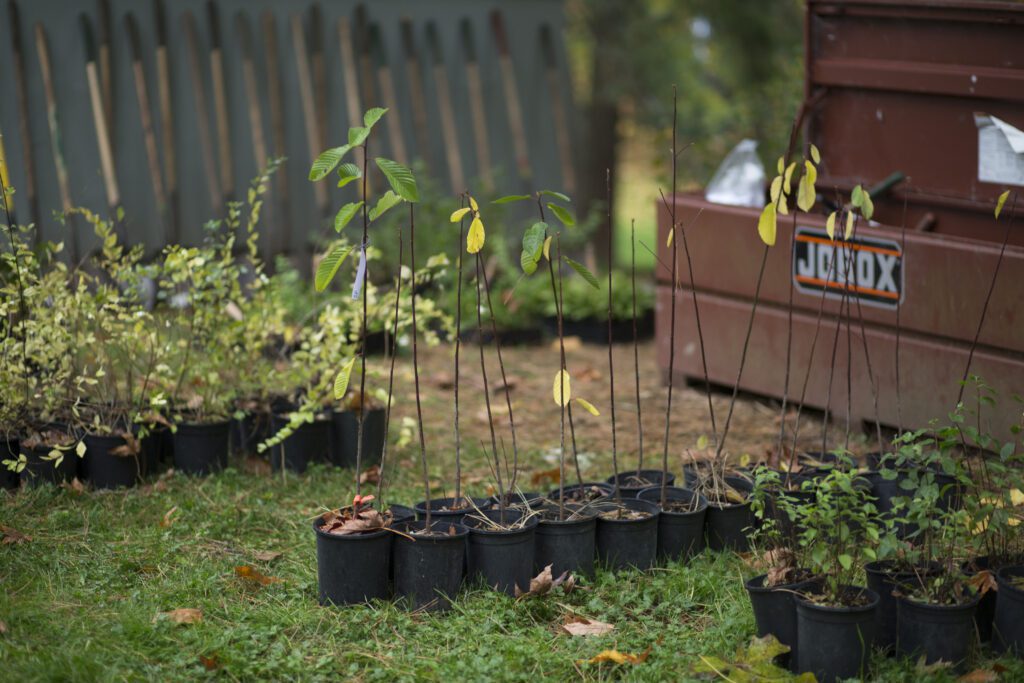 plants in pots ready for volunteers