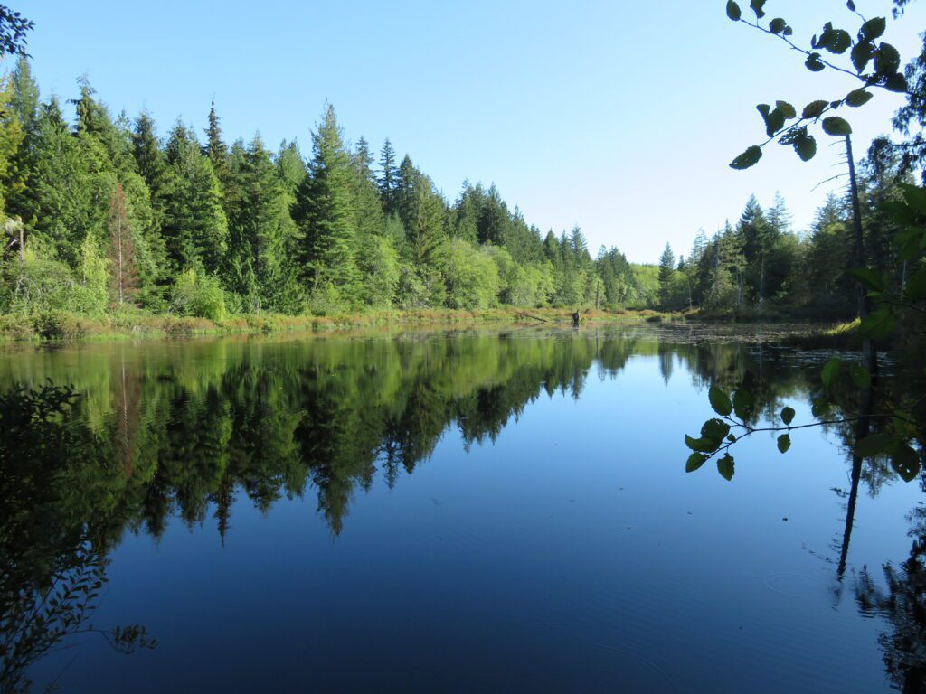 Big Beef Creek tributary, which is blue water surrounded by trees