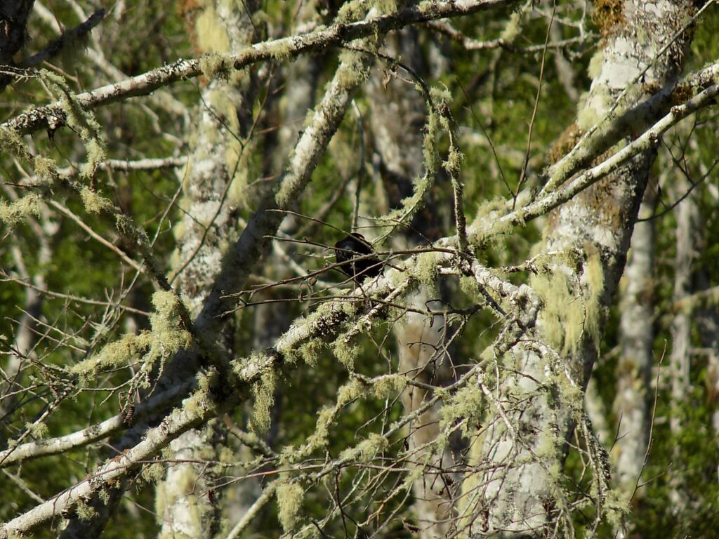 A black bird perched on trees at Big Beef Creek