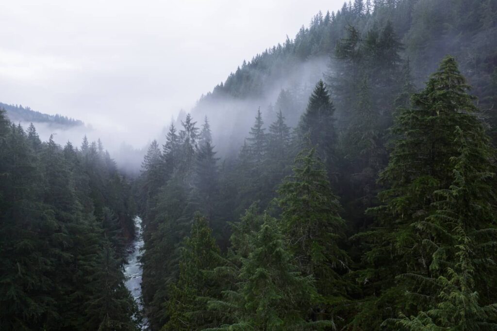 Photograph of mist-covered evergreens with a small creek winding through