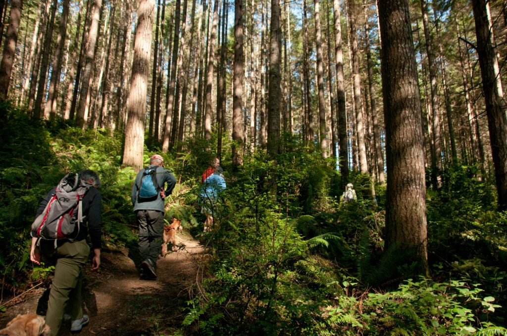 a group of people hiking at Port Gamble, surrounded by trees