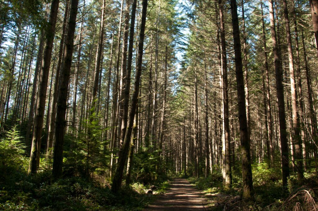 a trail surrounded by trees at Port Gamble