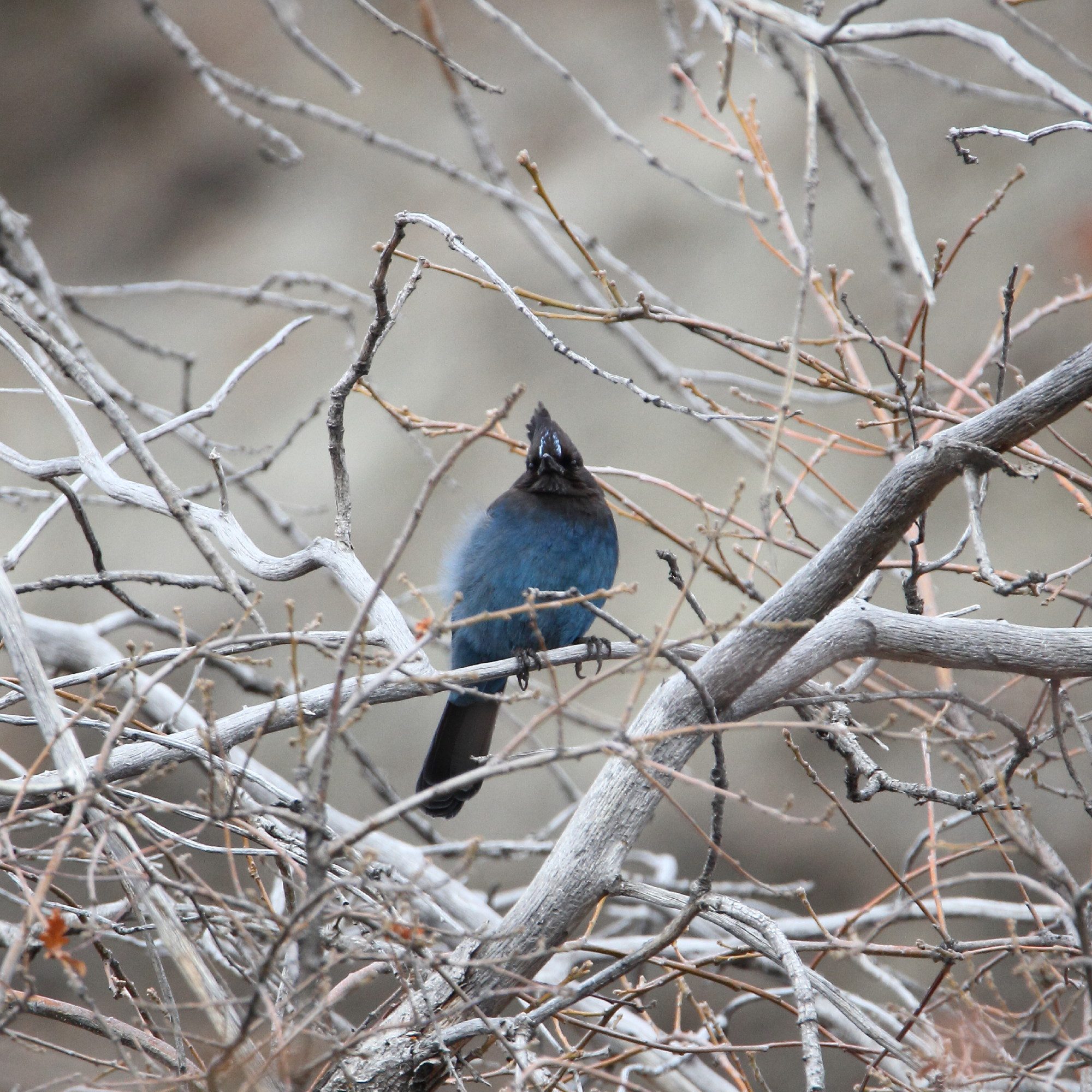 a stellers jay, a blue bird with a black head and tail, is perched on tree branches