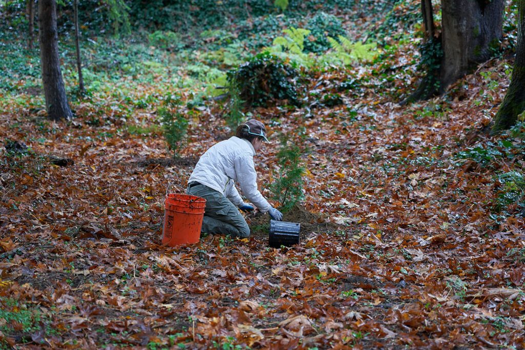 A volunteer plants native species at Kidding City Park