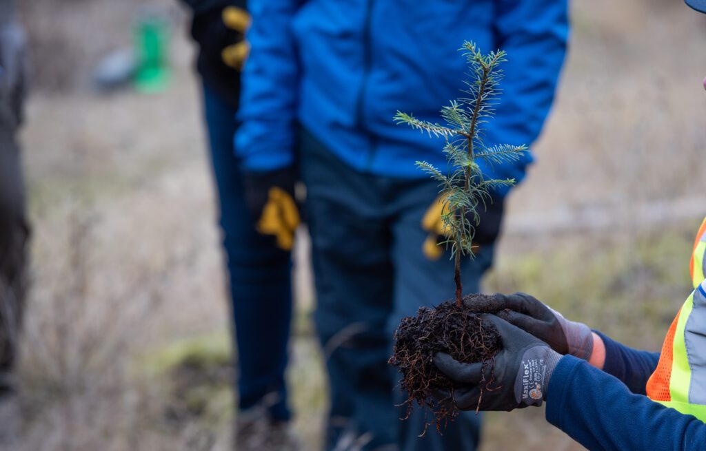 Gloved hands hold a native plant ready to be put in the soil