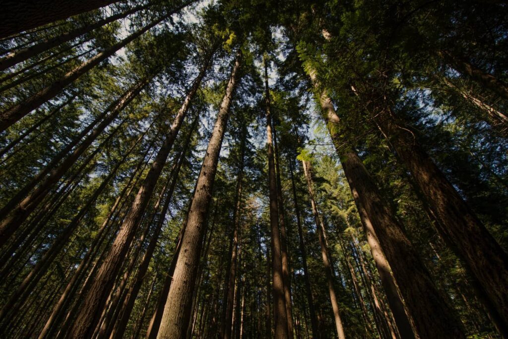 Looking up at a forest of trees