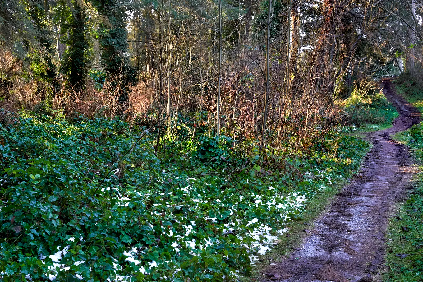 A pricture of a trail in the woods.