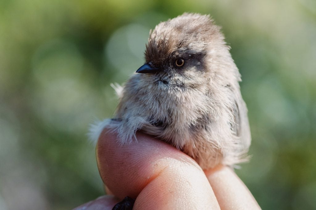 A picture of a small bird on a person fingers.