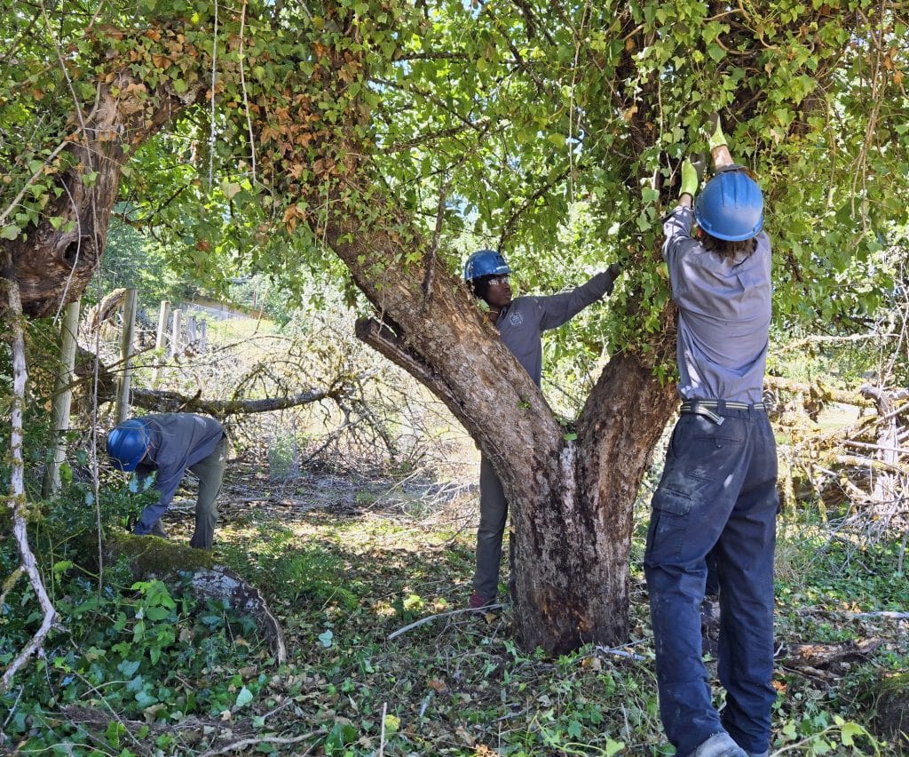 A group of young people working on forest conservation.