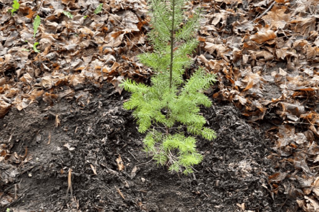 A young tree planted by participants of the Evergreen Restoration Program