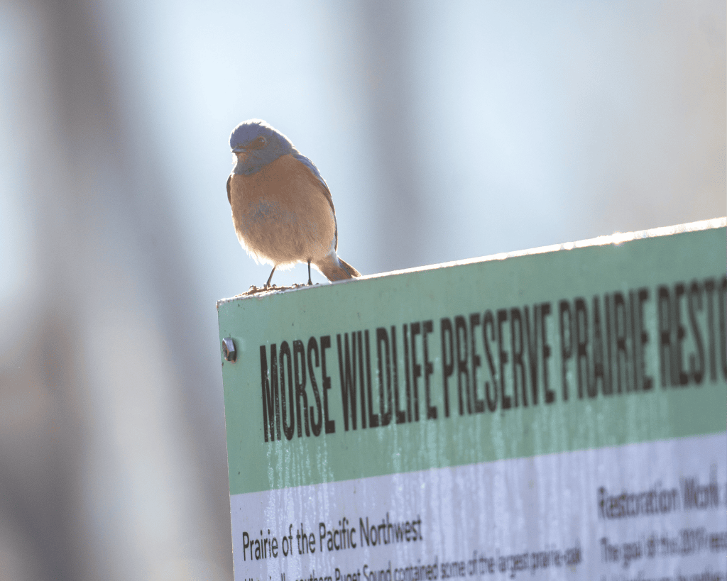 A picture of a bluebird at Morse Wildlife Preserve