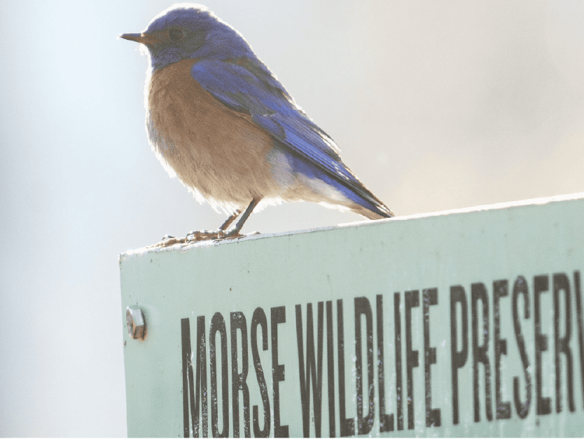 Donate Custom amount