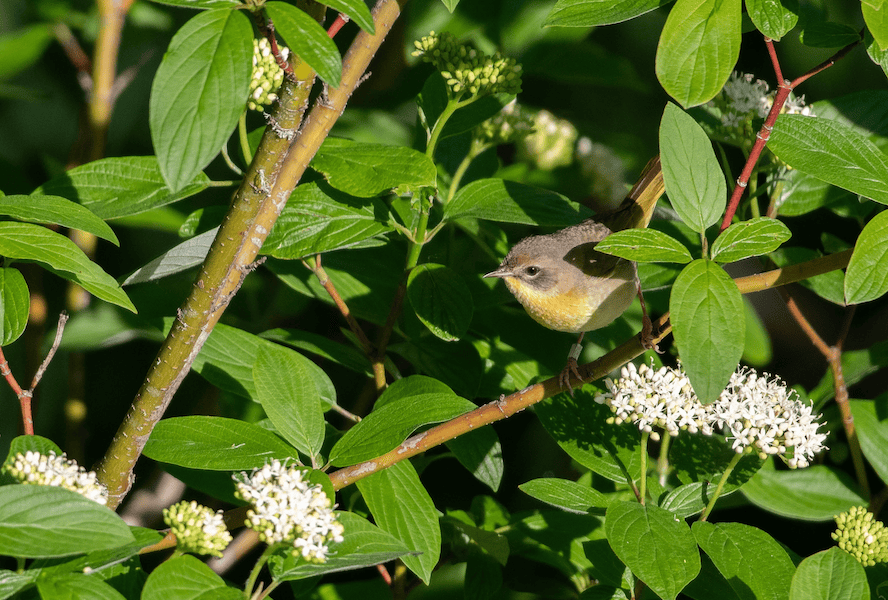 A picture with a small bird standing on a small branch with green leaves.