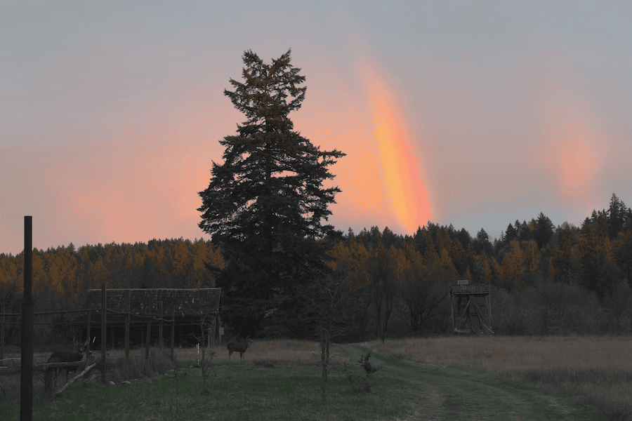 A picture of a meadow with trees and two deer at dusk.