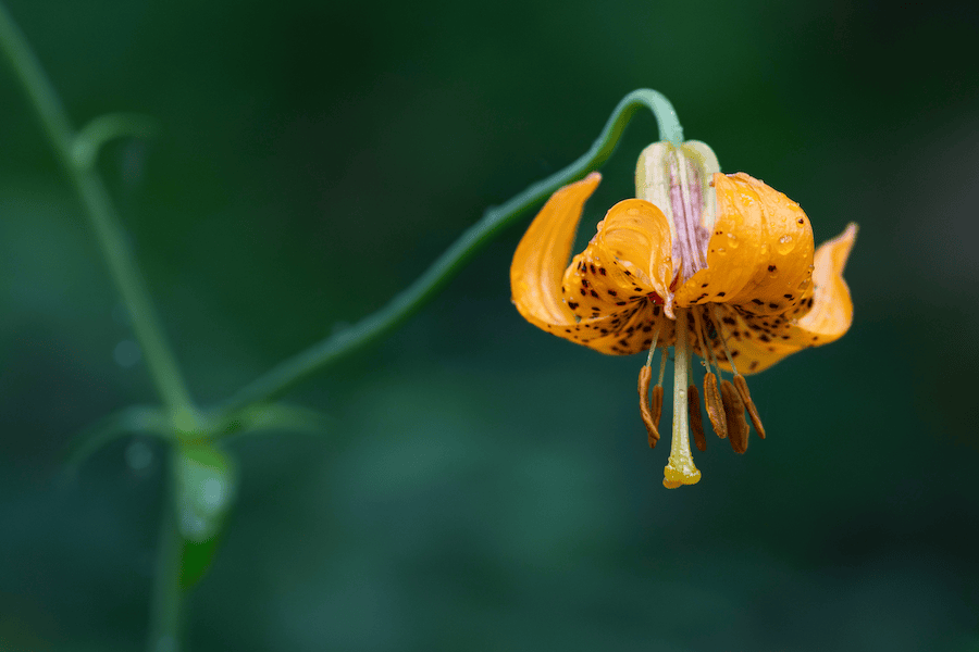 A close up picture of an orange flower.