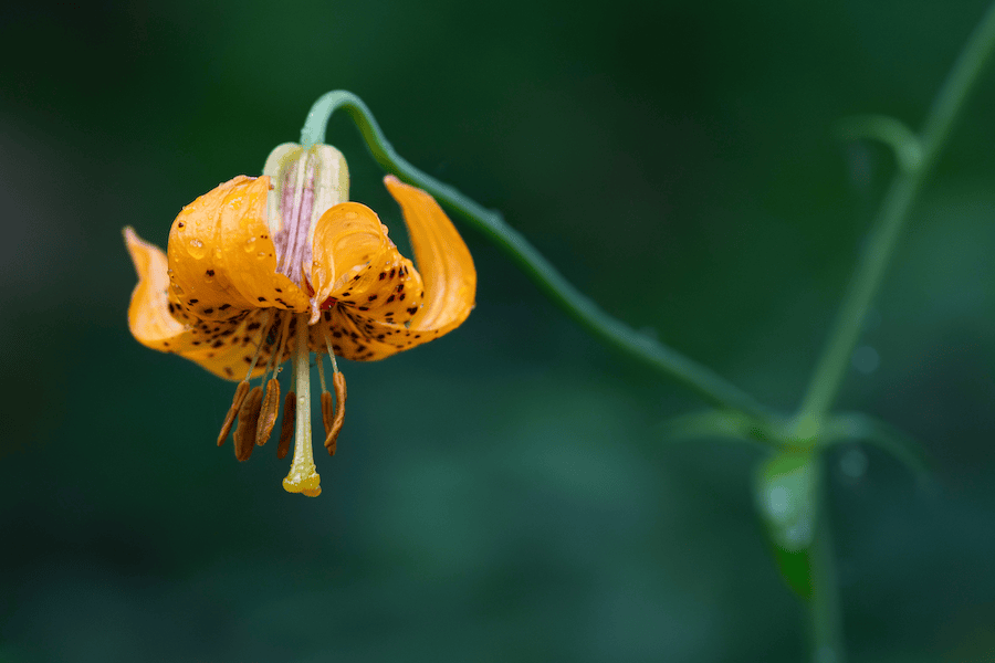 A close up picture of an orange flower.