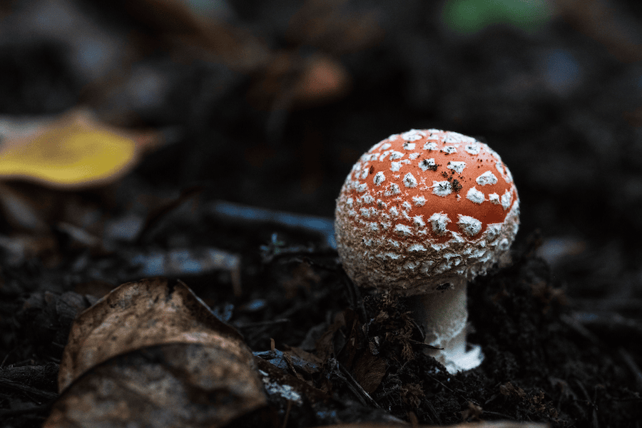 A picture of a wild mushroom.