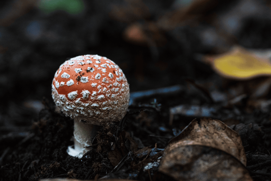 A picture of a wild mushroom.