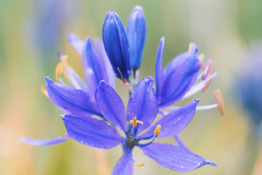 A close up picture of a blue flower.